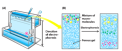 <p>denatures the proteins and masks the native charge so that comparison of size is more accurate, but the functional protein cannot be recaptured from the gel</p>