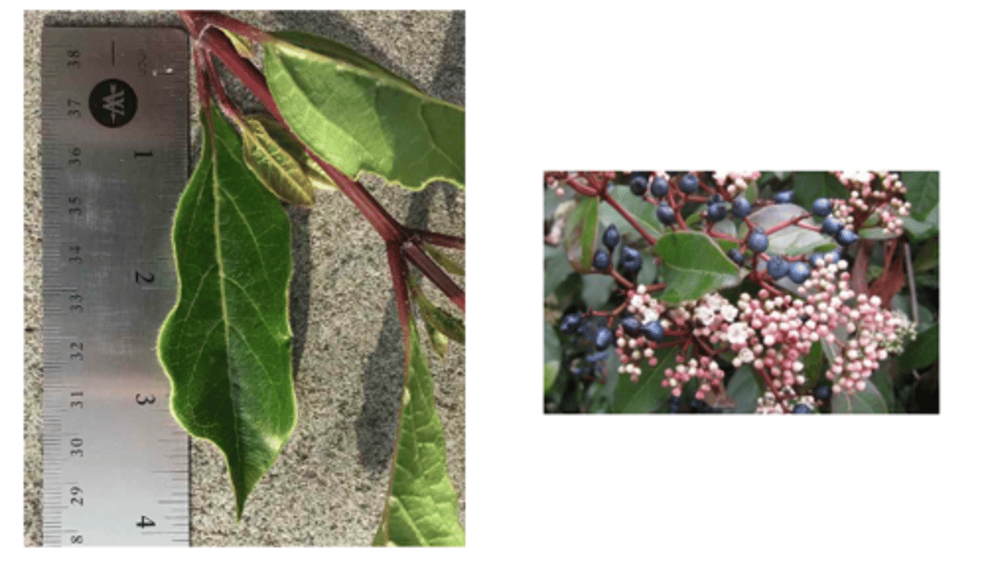 <p>1’. Angiosperms</p><p>----------------</p><p>10’. Leaves simple</p><p>----------------</p><p>23. Leaves opposite or appearing opposite but actually alternate (sub-</p><p>opposite)</p><p>----------------</p><p>24’. Leaves not lobed, margins entire</p><p>----------------</p><p>27’. Leaves opposite, not sub-opposite</p><p>----------------</p><p>28'. Leaf margin hairy; bark not very smooth; fruits are metallic</p><p>blue berries in compact, flat-topped clusters</p>