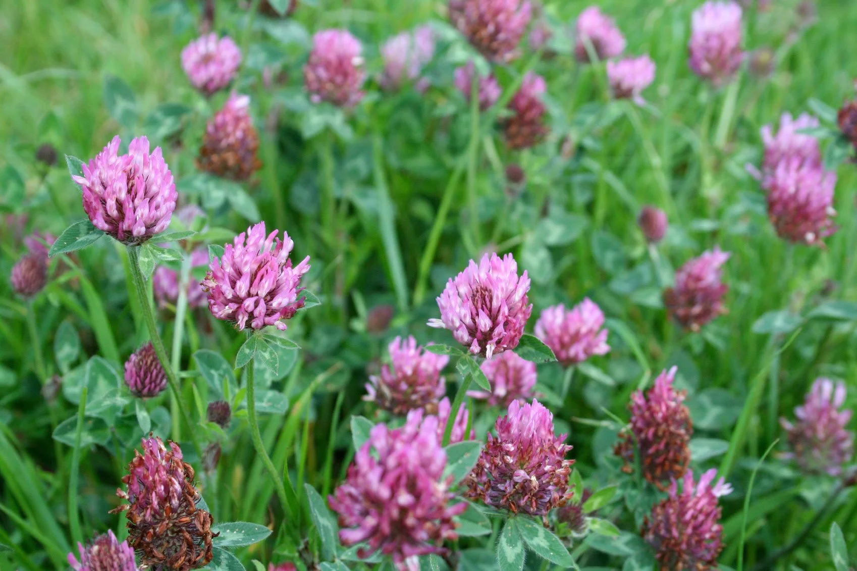 Red clover