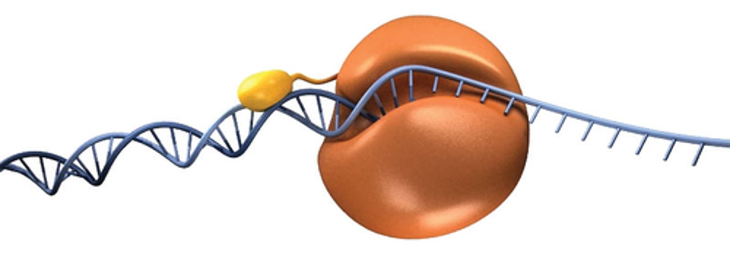 <p>Enzyme involved in DNA replication that adds complementary base pairs and proofreads to check for errors.</p>