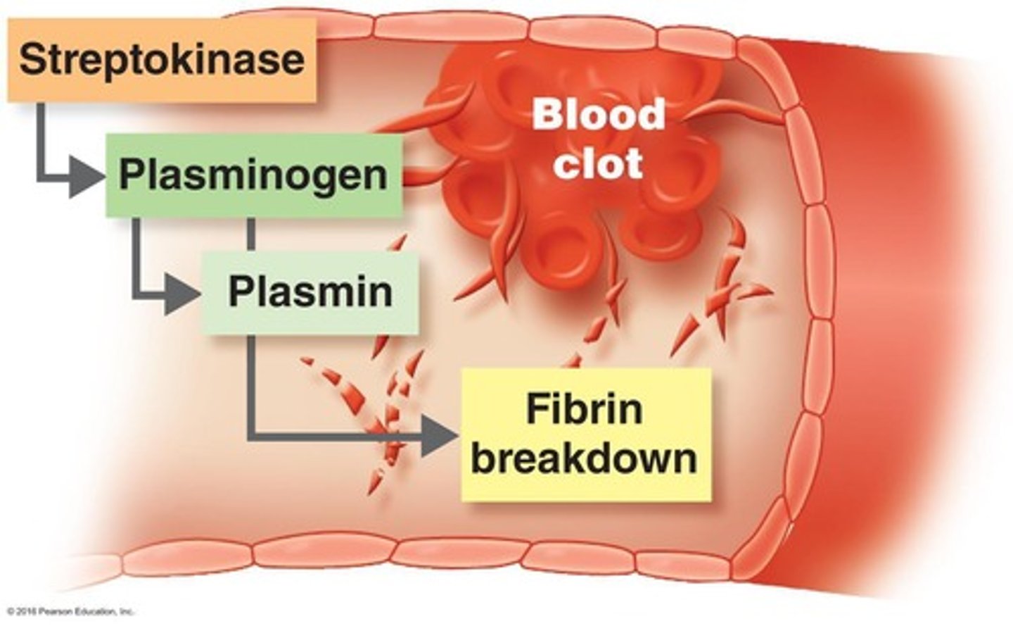 <p>Enzyme that clots fibrin in the blood → induces blood clots</p>