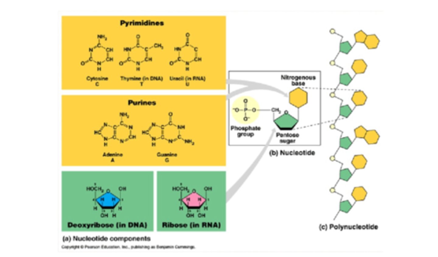 <p>- composed of nucleotides brought together by a covalent phosphodiester bond</p><p>- nucleotide is composed of a phosphate group, pentose sugar, and nitrogenous base</p><p>- base pairing occurs joining complementary strands of DNA by hydrogen bonds</p>