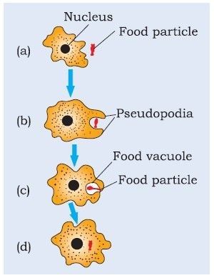 <ul><li><p><strong>in amoeba:</strong> it takes in food by using temporary finger-like extensions which form a food vacuole and trap the food inside it</p></li><li><p><strong>in paramecium:</strong> unlike amoeba, the cell has a definite shape and food is taken in at a specific spot. the food is moved to the spot by cilia, which covers the entire cell surface</p></li></ul><p>in both cases, the food is broken down into simpler substances and dissolved into the cytoplasm. the undigested matter is excreted through the cell surface</p>