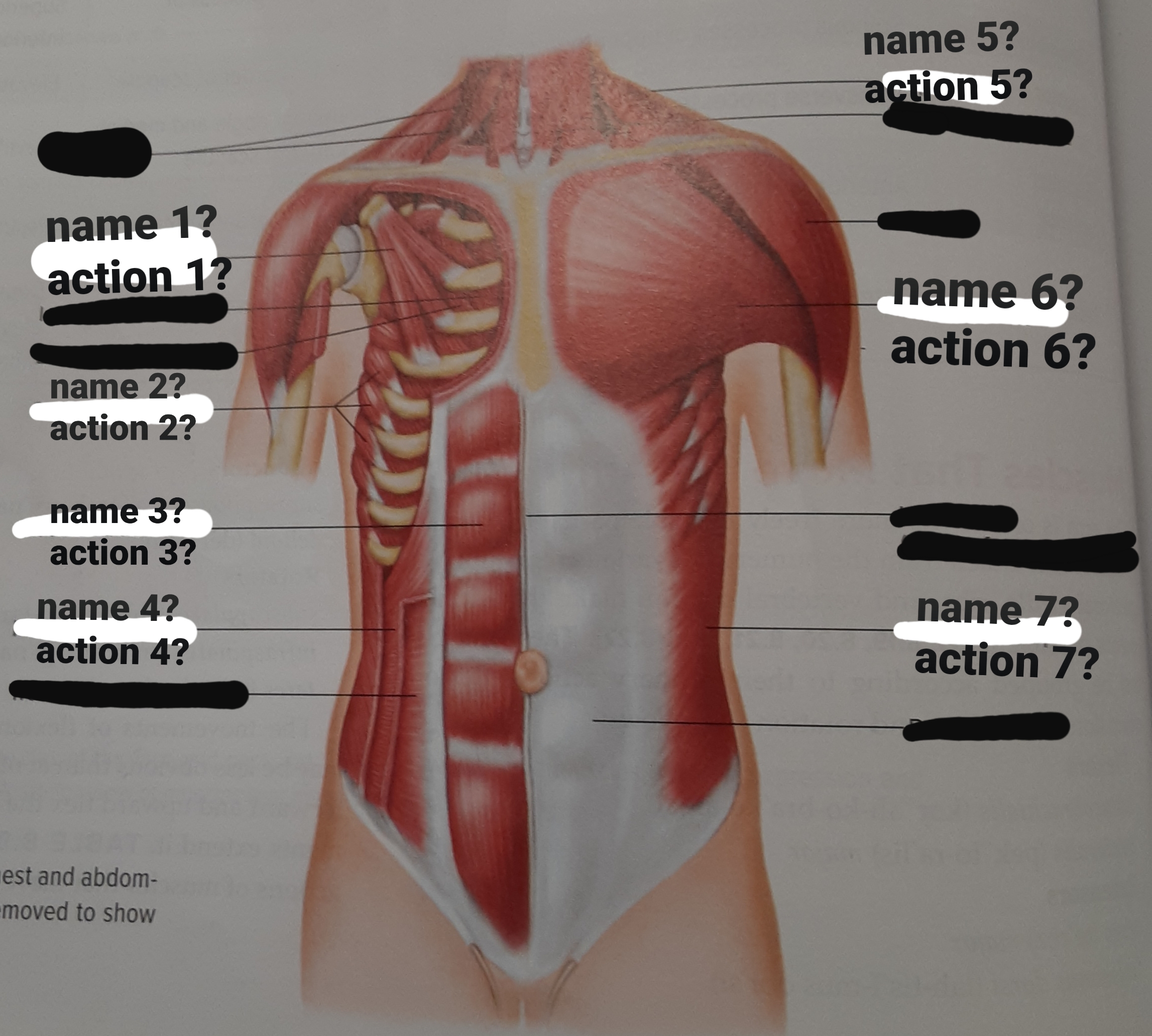 <p>serratus anterior</p>