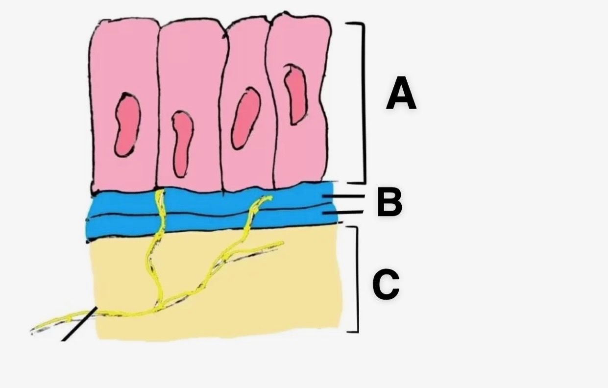 <p>In this picture, what is A?</p>