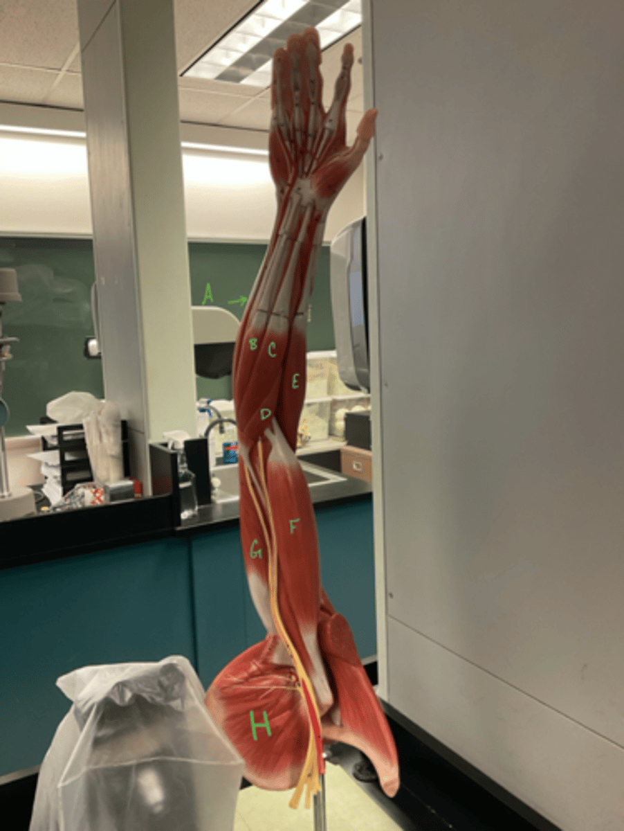 <p>palmaris longus</p>