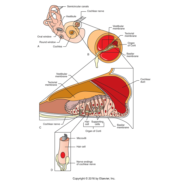 <p>Divisions of the hearing apparatus: inner ear</p>