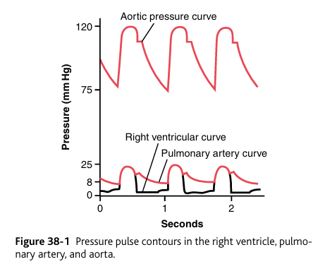 <p>The <strong>pressure pulse curves </strong>of the <strong>right ventricle </strong>and<strong> pulmonary artery</strong> are shown in the lower portion of Figure 38-1.</p><p>the right ventricle sends blood through the pulmonary artery.&nbsp;</p><p>y-axis: pressure</p><p>x-axis: seconds</p><p>These curves are contrasted with the much higher aortic pressure curve shown in the upper portion of the figure. The systolic pressure in the right ventricle of the normal human being averages about 25 mm Hg, and the diastolic pressure averages about 0 to 1 mm Hg, values that are only one-fifth those for the left ventricle.</p>