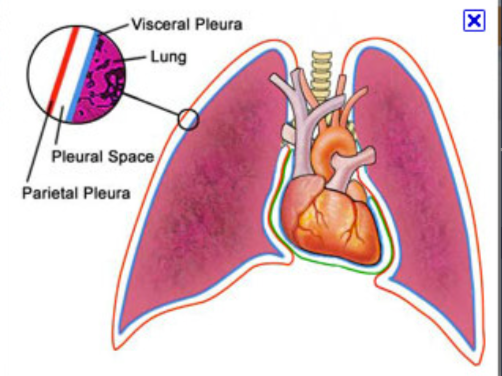 The membrane that covers the surface of the lungs.