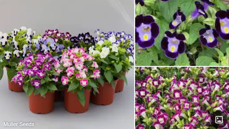 <p>Torenia fournieri </p>