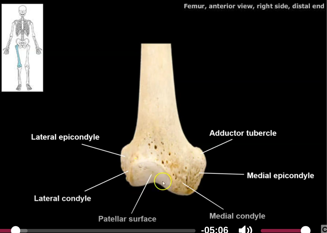 <p>where your patella (knee) attaches</p><p></p><p>a small depression on the anterior side of the distal end of the femur. the patella moves within the patellar groove when the leg moves</p>