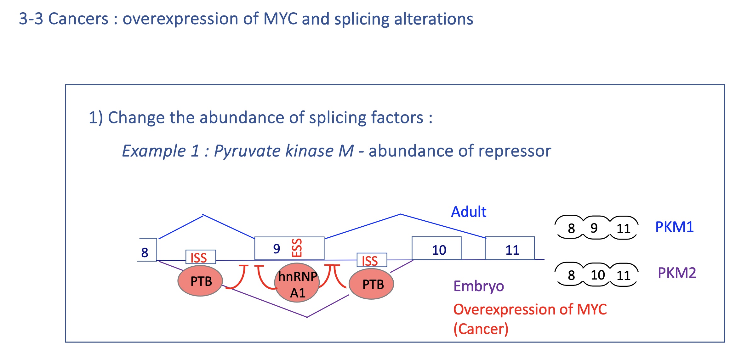 <p><strong>MYC</strong><span> overexpression alters splicing factor levels → favors pro-tumor isoforms (e.g., PKM2).</span><br><span>→ Aberrant splicing = hallmark of cancer metabolism and signaling</span></p>