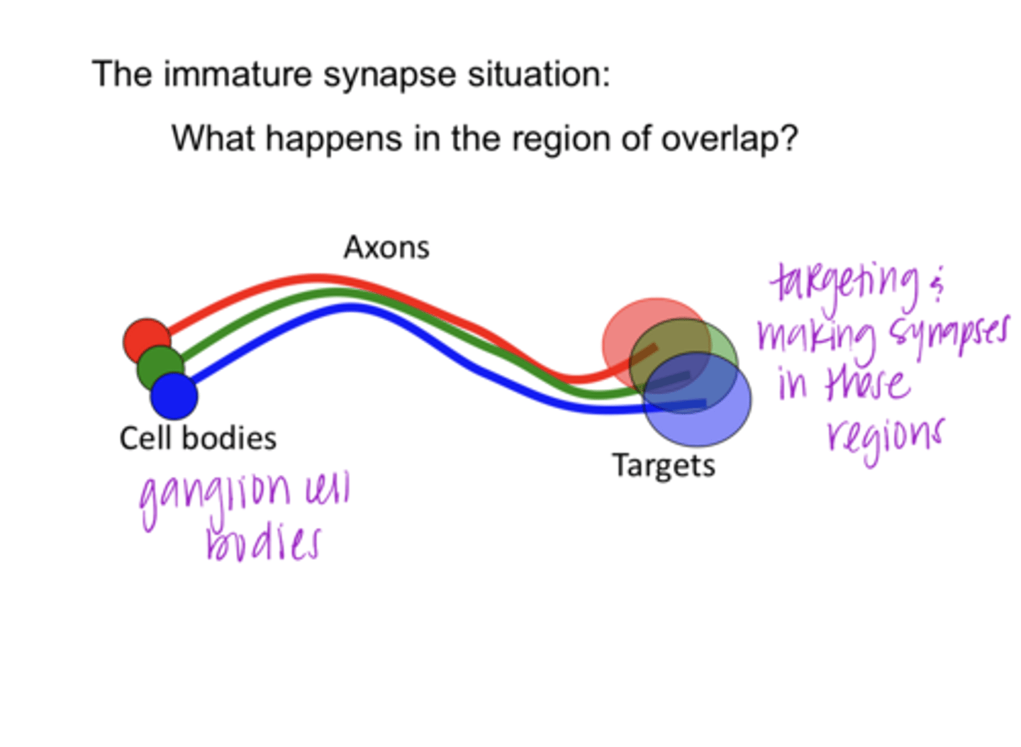 <p>Immature Synapse: What happens in the region of overlap?</p>