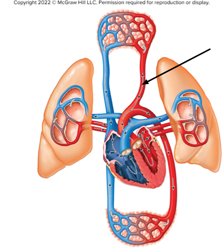 <p>What type of blood is at the location indicated by the arrow?</p>