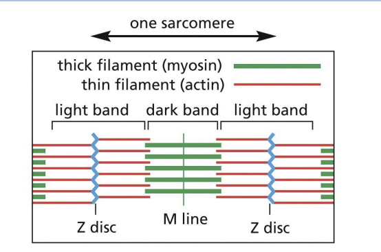 <p>Actin (+) ends attached to Z discs at end of each sarcomere. </p><p></p><p>M line (midline) = location of proteins linking adjacent Myosin II proteins.</p>