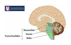 <ul><li><p><mark data-color="yellow"><strong>Bulbo raquídeo</strong></mark><strong>:</strong>  bajo el cerebelo; controla reflejo, respiratorio, cardiaco, vómito.</p></li><li><p><mark data-color="yellow"><strong>Protuberancia anular:</strong></mark> Distribuye estímulos de médula</p></li><li><p><mark data-color="yellow"><strong>Mesencéfalo:</strong></mark> movimiento ojos y cabeza.</p></li></ul>