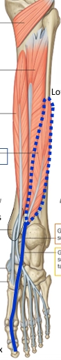 <p>Name this muscle&nbsp;</p>