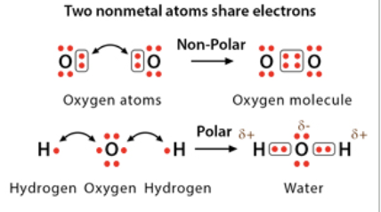 <p><span>when an atom </span><strong><span>shares</span></strong><span> one or more pairs of electrons with another atom &amp; forms a bond and is common </span><strong><span>between two nonmetals </span></strong><span>(weaker and most common chemical bond in living organisms) </span>(intramolecular)</p>