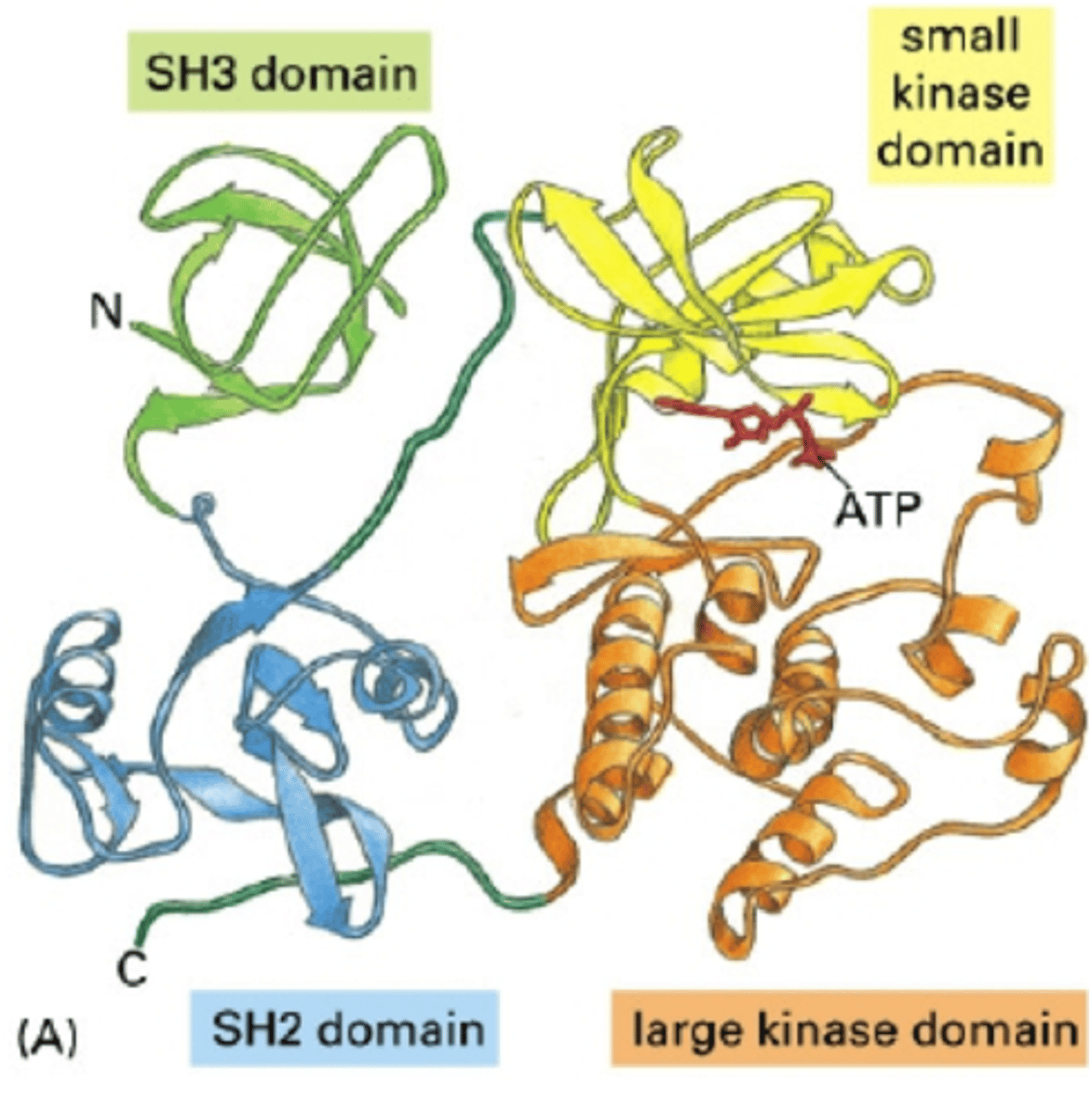 <p>controlling signal-processing proteins by adding phosphates and removing them</p>