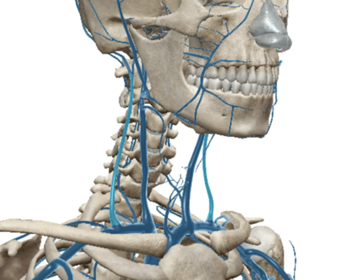 <p>A vein that drains the occipital region of the head.</p>