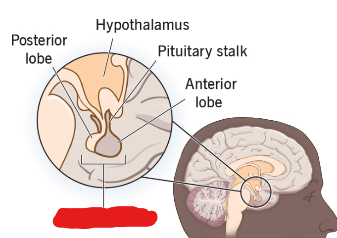 <p>Called the master gland. A part of the endocrine system. Makes hormones that work on other organs.</p>