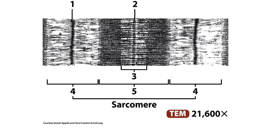 <p>ID the structure</p>