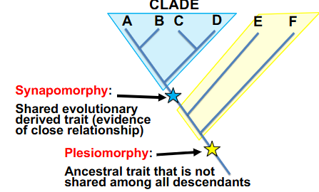 <p>Synapomorphies</p>