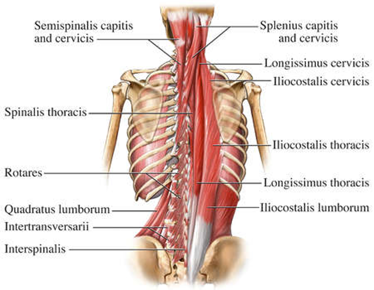 <p><strong>origin:</strong> ribs 3-6</p><p><strong>insertion:</strong> transverse process of C4-C6</p><p><strong>action:</strong> extend and laterally flex vertebral column </p>