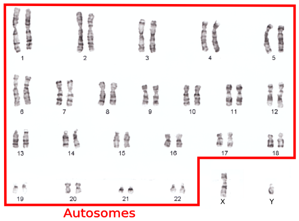 <p>The autosomes are ________ and direct _____ ________.</p>
