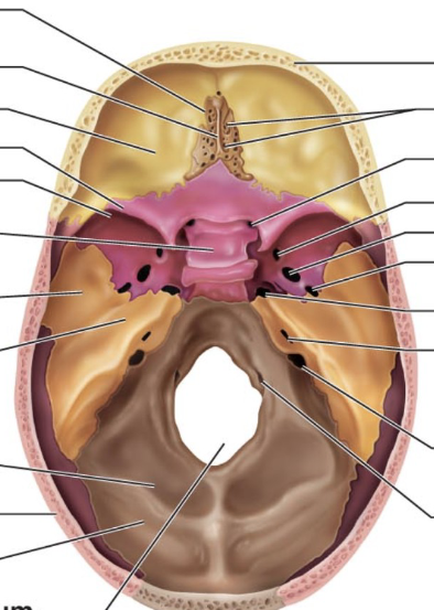 <p>Where in the picture is the temporal bone?</p>