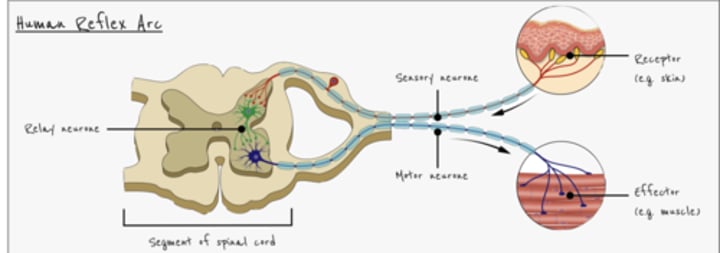 <p>- Stimulus - receptor - sensory neurone - relay neurone - motor neurone - effector - response<br>- Involves electrical impulses and synapses<br>- e.g. withdrawal of finger from hot object</p>