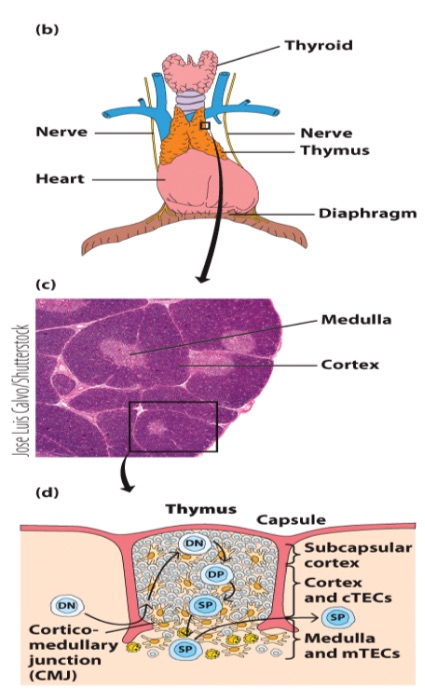<p>T cells develop initially in the _ but then migrate to the _ to achieve full maturity.</p><ul><li><p>the microenvironment of the thymic cortex and medulla directs stepwise changes in thymocytes</p></li></ul><p></p>