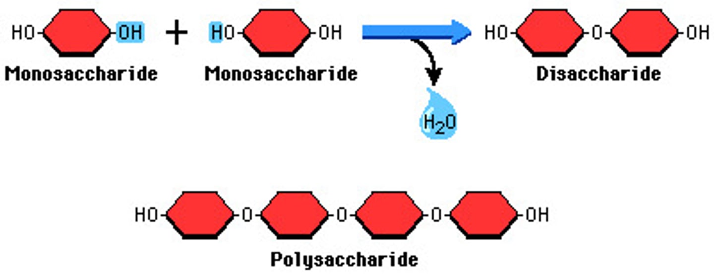 <p>occurs when two monomers bond together through the loss of a water molecule</p>
