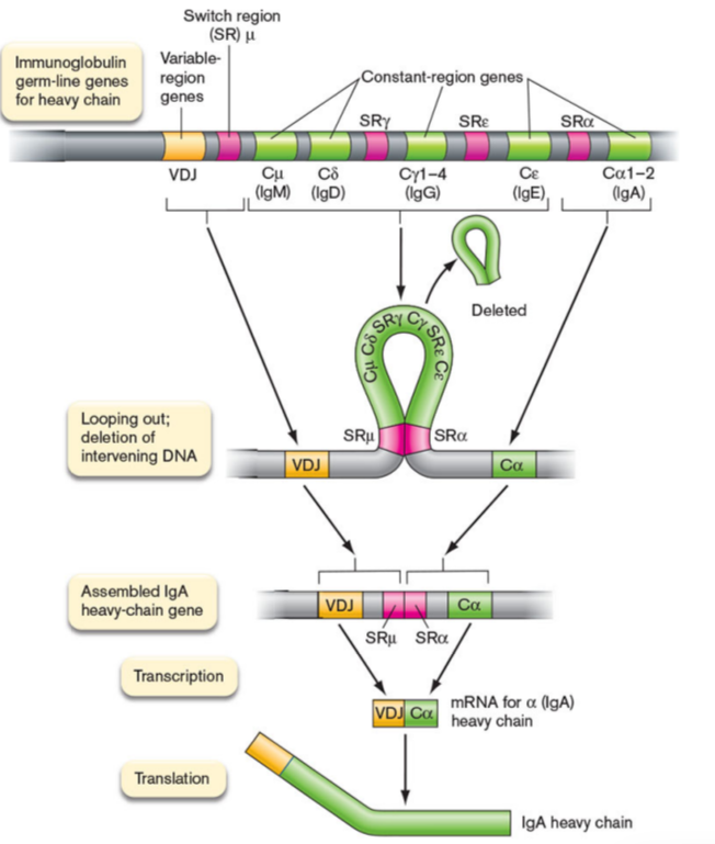 <ul><li><p>gene rearrangement of the constant region genes in heavy chain locus</p></li><li><p>Ag specificity of Ig remains the same but the structural end, aka Fc region, changes</p></li></ul><p></p>