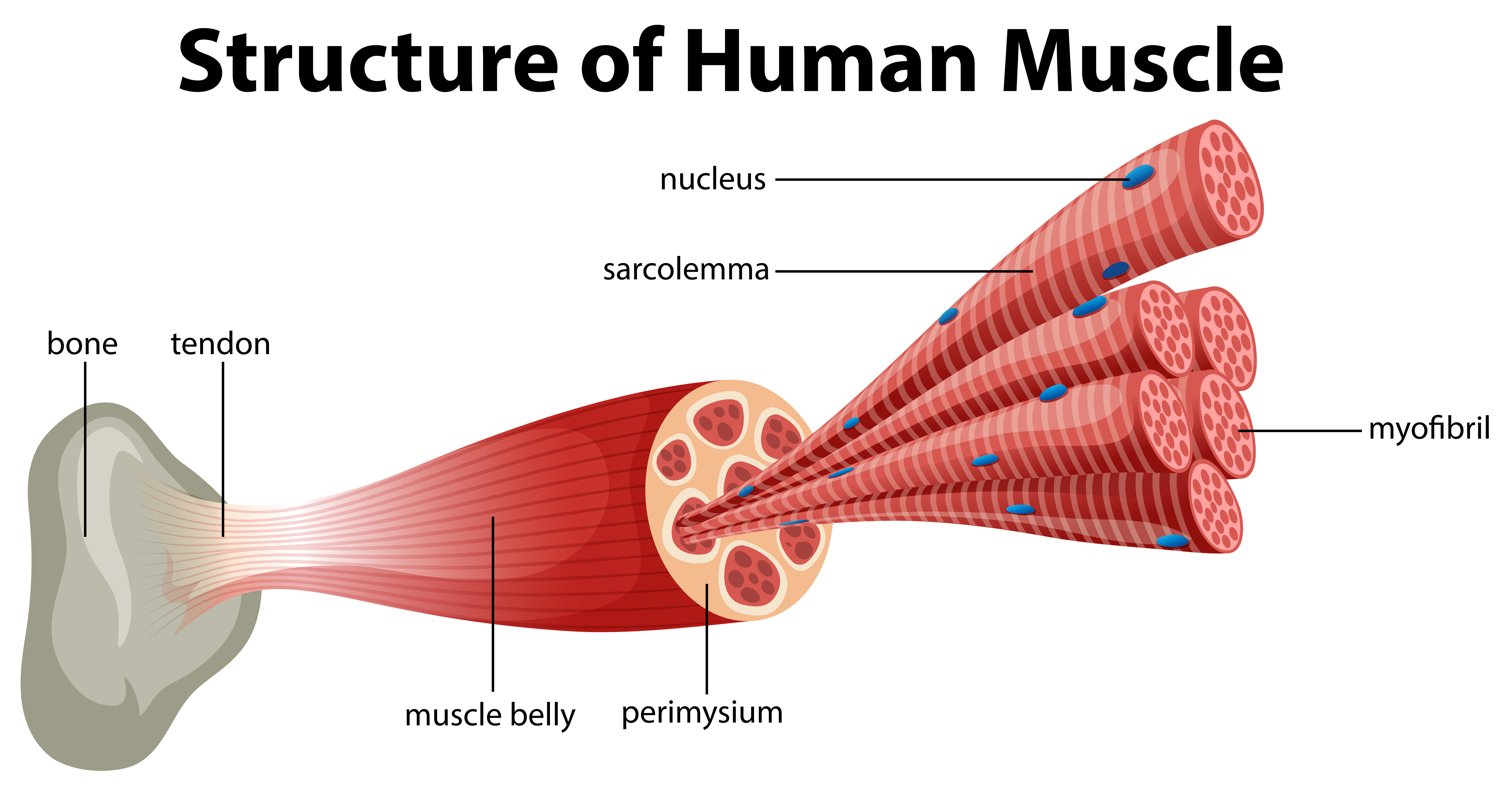 <p>What is the organization structure of muscle (from whole muscle to myofilament) </p>