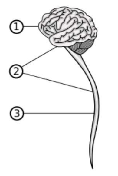 <ol><li><p>Forebrain</p></li><li><p>Brainstem </p></li><li><p>Spinal Cord </p></li></ol><p></p>