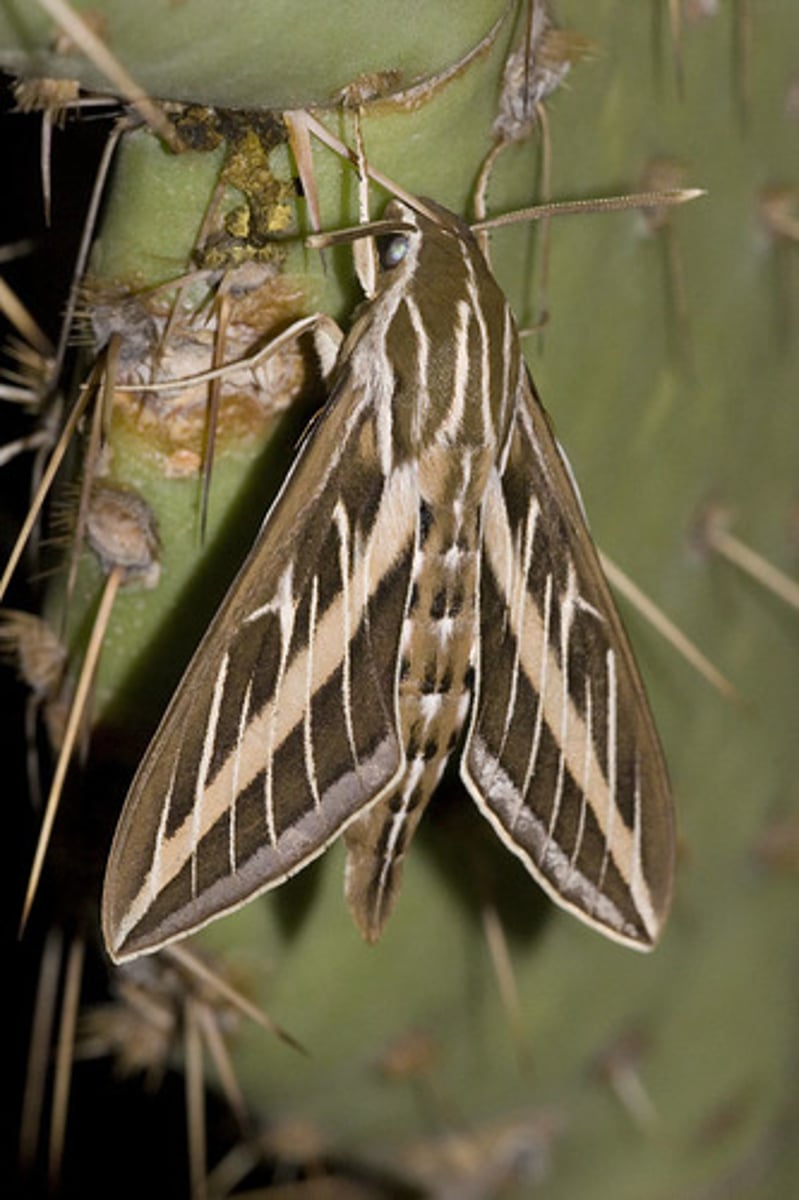 <p>Moth Family</p>