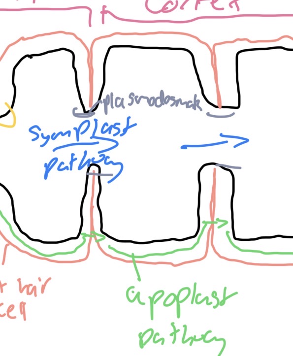 <p>Moves across cortex into xylem in the stele by two pathways.</p><p>Apoplast pathway - water moves through cellulose microfibrils or cell wall, cohesive properties of water - pull water column along, most water move by pathway due to limited resistance to water movement</p><p>Symplast pathway - moves osmosis cell to cell across cortex via plasmodesmata</p>