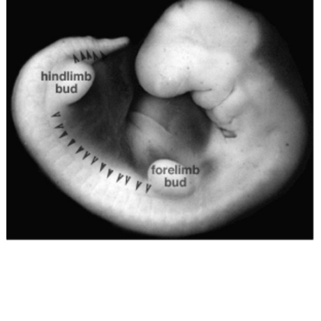 <p>are a set of bilaterally paired blocks of mesoderm that form in the embryonic stage of somitogenesis, along the head-to-tail axis in segmented animals.</p>