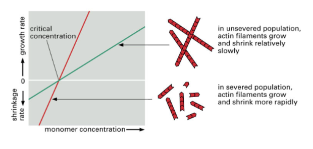 <p>gelsolin changes the ratio of polymerization so that it occurs more at the negative end, meaning this…</p>