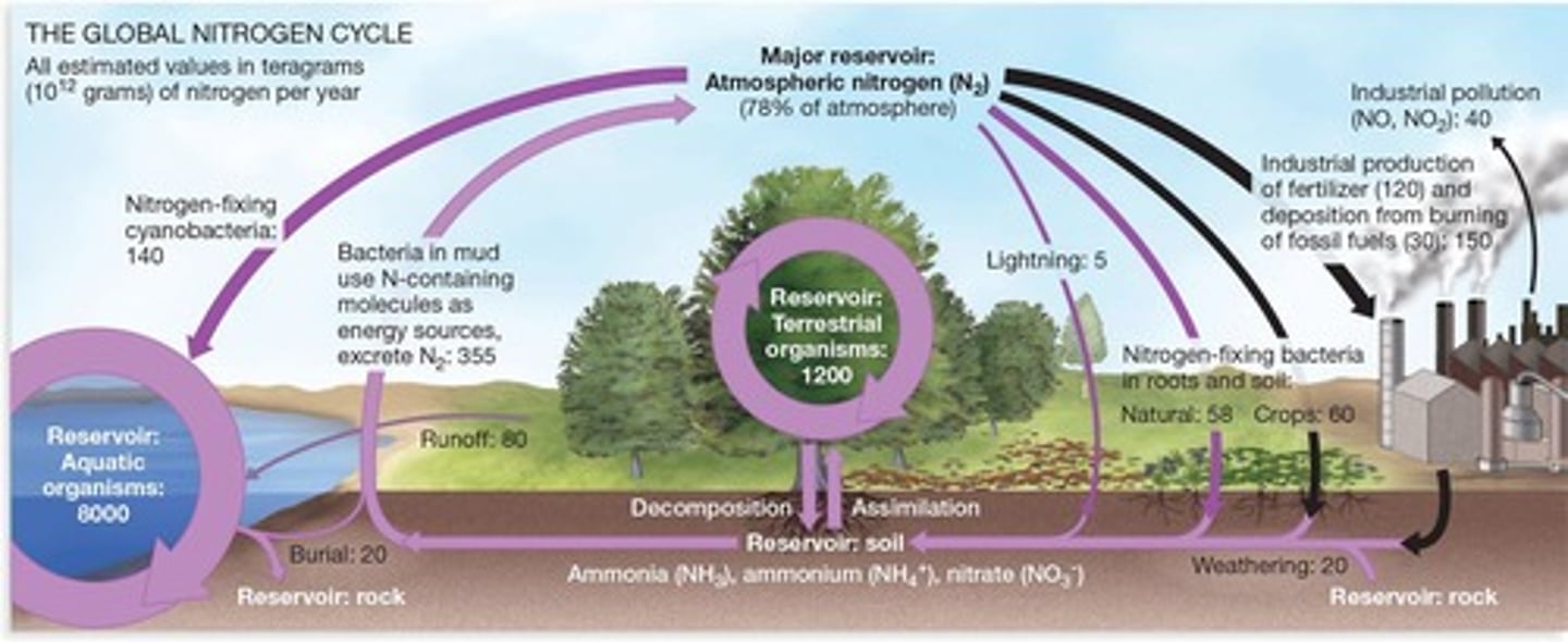 <p>Process of nitrogen transformation in ecosystems.</p>