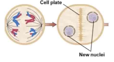 <p>Cytokinesis results in two haploid cells (n)</p>
