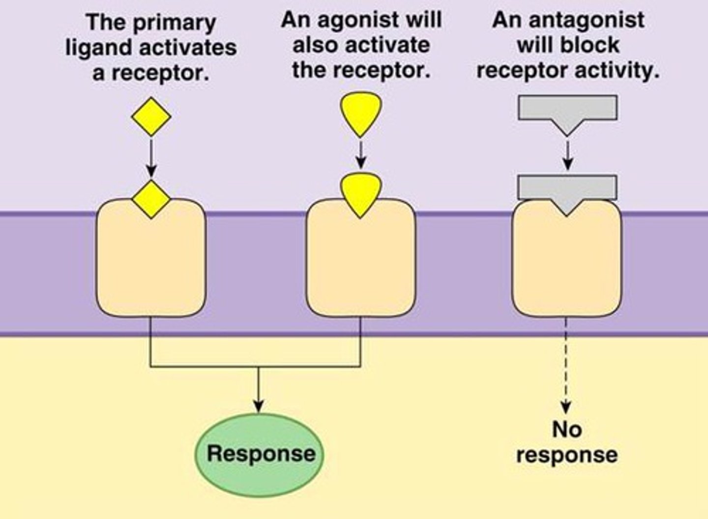 <p>a molecule that, by binding to a receptor site, stimulates a response</p>