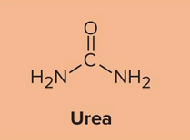 <p>Urea</p>