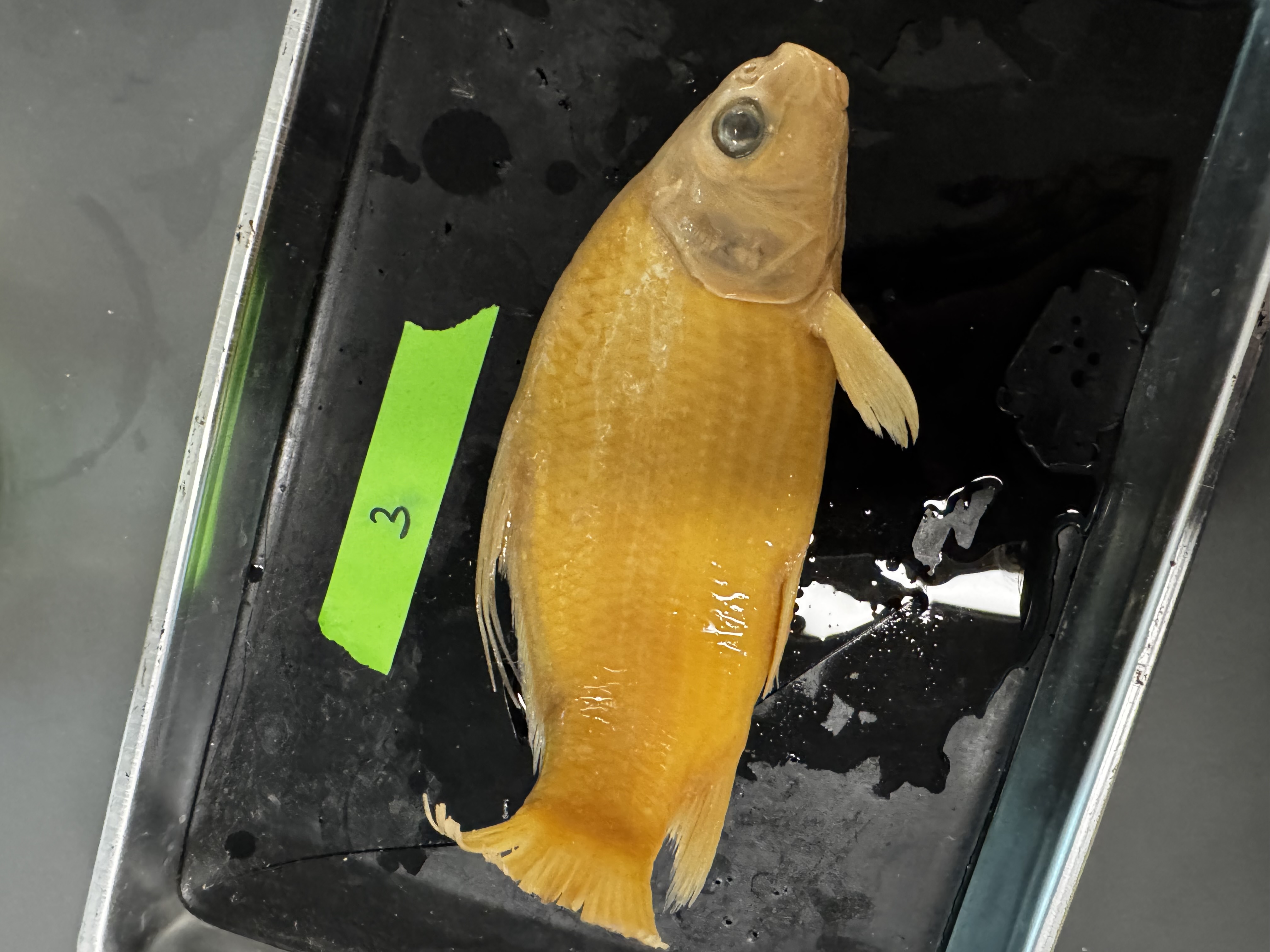 <p>Family:</p><p>Species:</p><p>Scientific:</p>