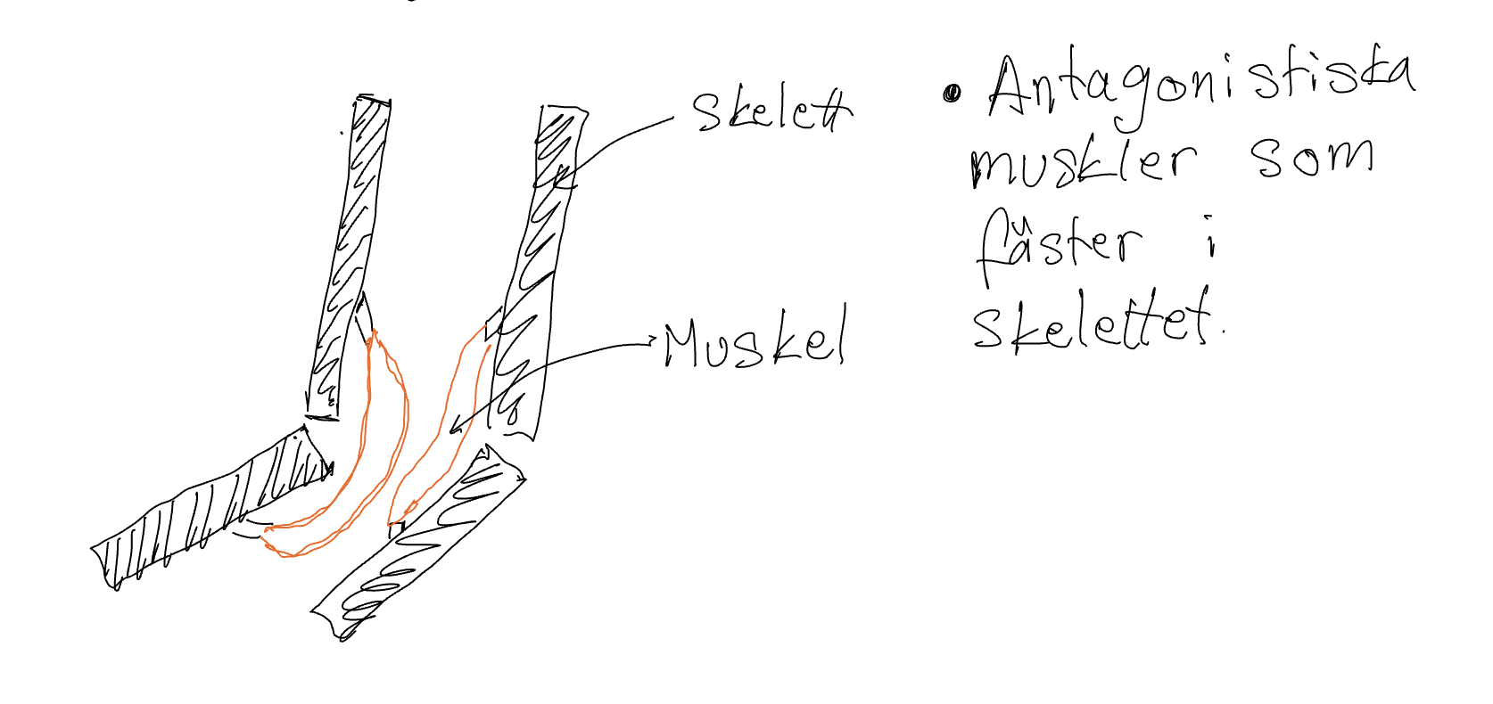<p>Exoskelett är ett yttre skelett som är indelat i mångar små segment.</p>