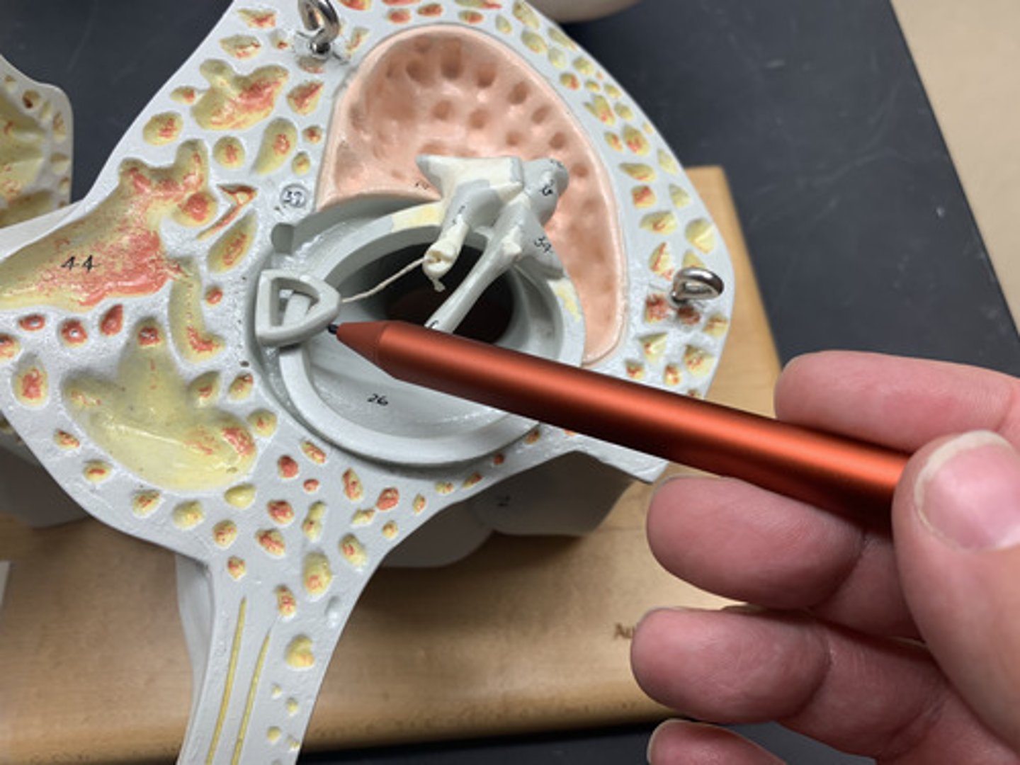 <p>stirrup; last of the three auditory ossicles of the middle ear</p>