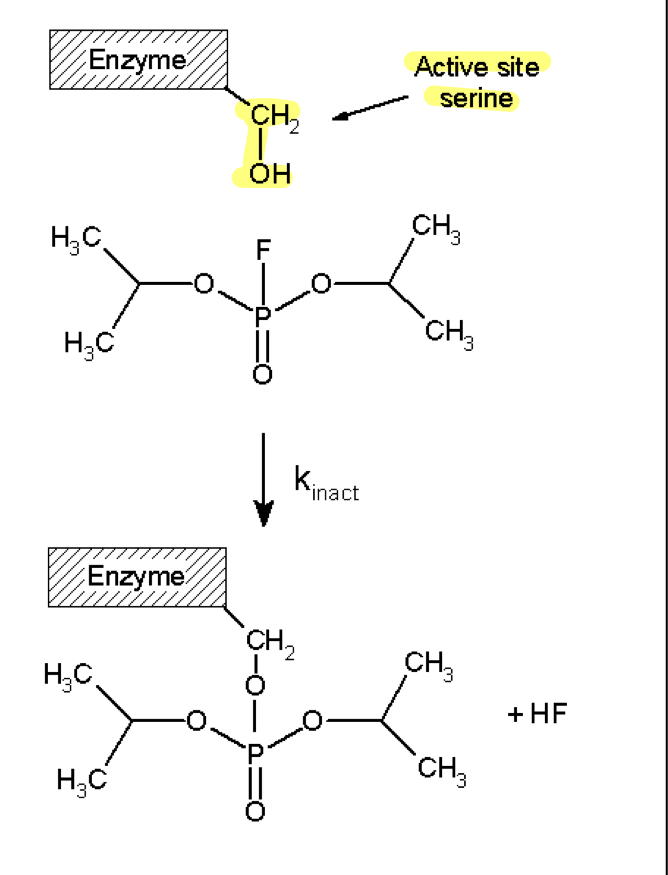 <ul><li><p>organophosphate group adducts with active site forming a covalent bond</p></li></ul><ul><li><p>this cannot be reversed and causes enzyme to be inactivated</p></li><li><p>adduction of enzyme—&gt; suicide of enzyme</p></li><li><p>penicillin is good drug example of this—&gt; adducts the enzyme</p></li></ul><p></p>