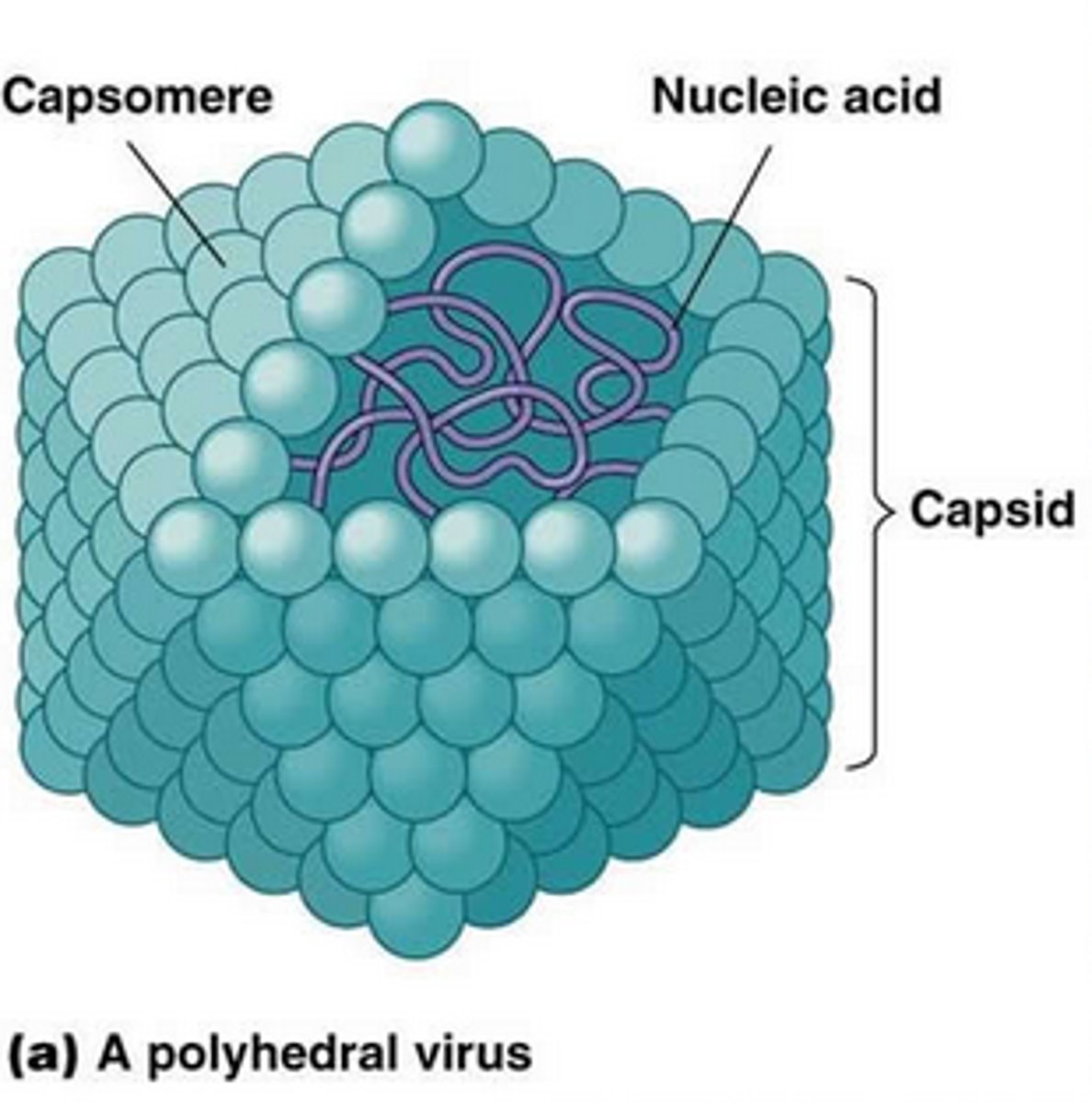 <p>Each capsid is composed of many identical units:</p>
