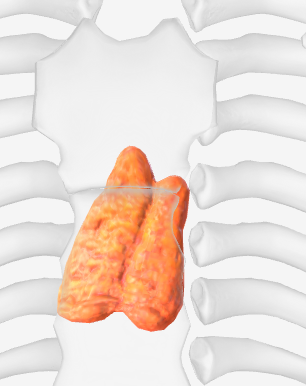 <p>What part of the endocrine system is this and what is it responsible for?</p>